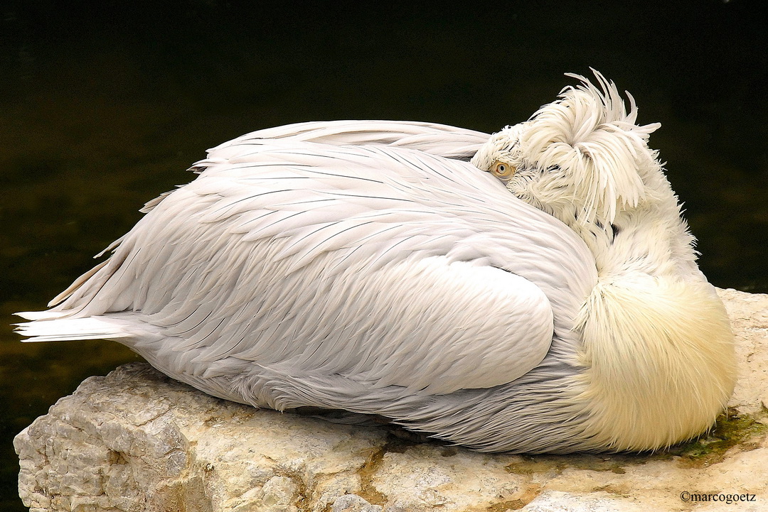 PELIKAN DAEHLHöEZLI TIERPARK BERN SWITZERLAND 